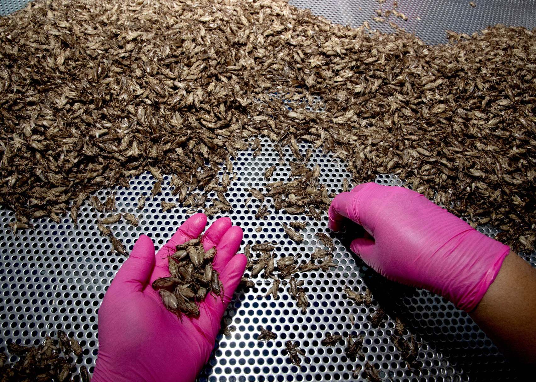 Thailand Insect Snacks